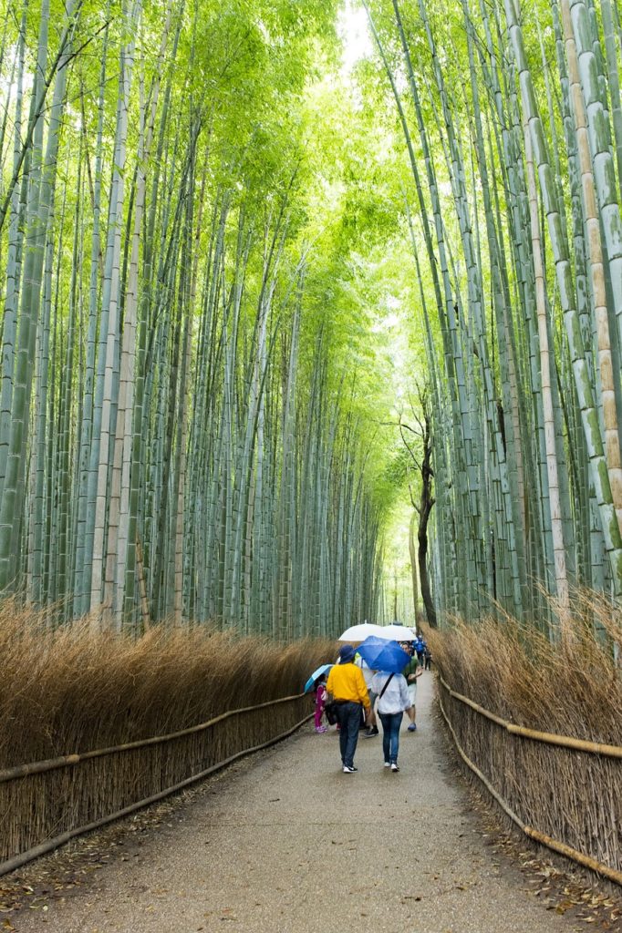arashiyama bamboo grove, bamboo, travel destinations-2281891.jpg